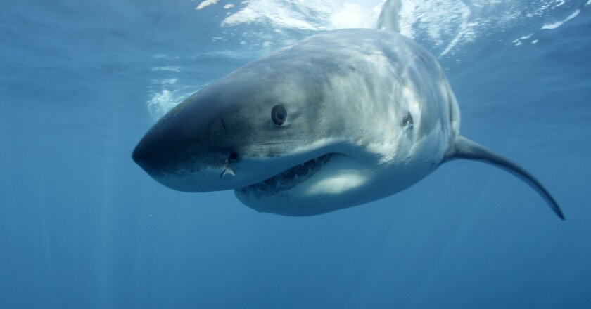 Discovery Channel's Shark Week, which began Sunday, entered the top 10 most discussed TV programs on Twitter, according to SocialGuide. This great white shark near Guadalupe Island off the coast of Mexico is among the ocean predators featured.