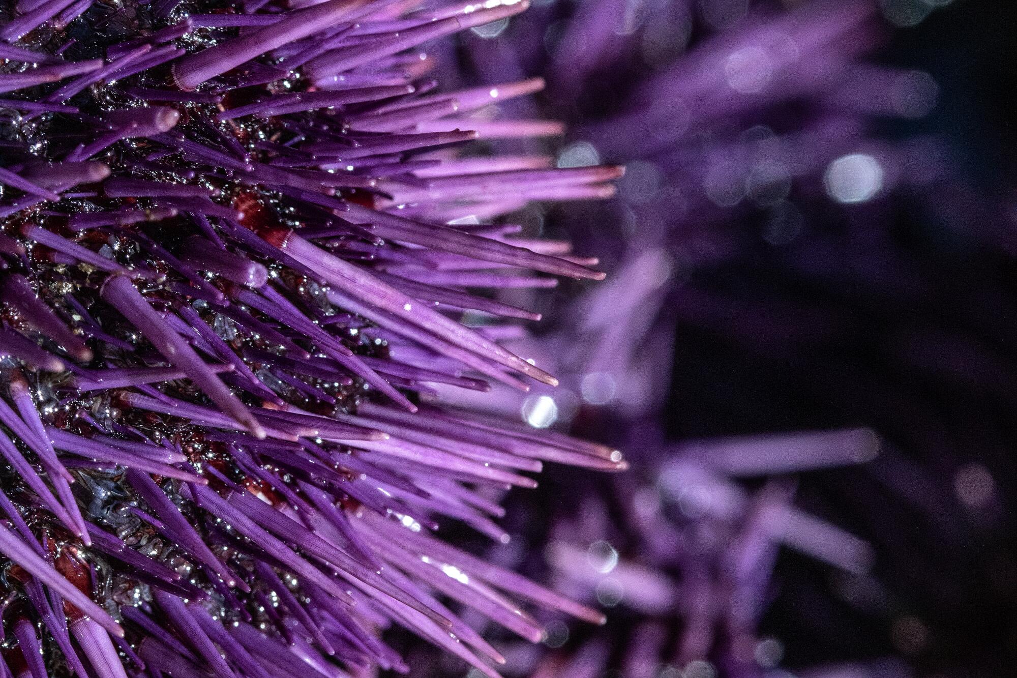 Spiky purple sea urchins in water 