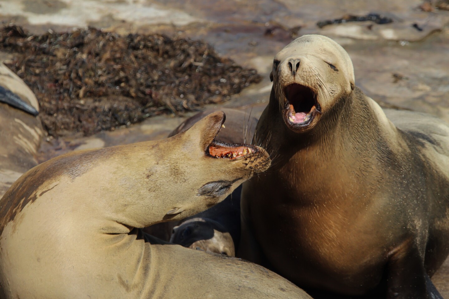 We would love to have heard the joke that had these sea lions in stitches at La Jolla Cove.