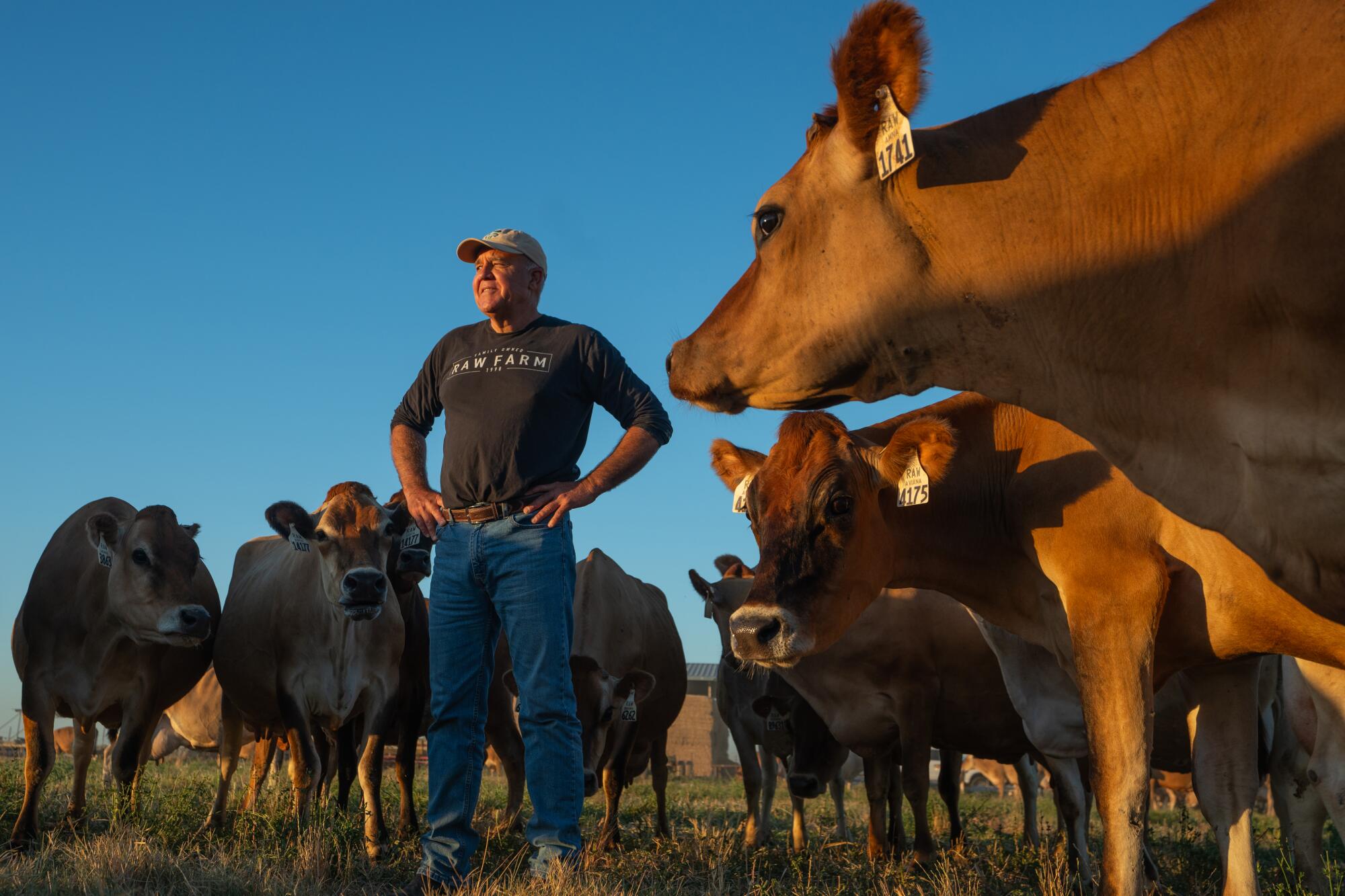 A man stands among cows.