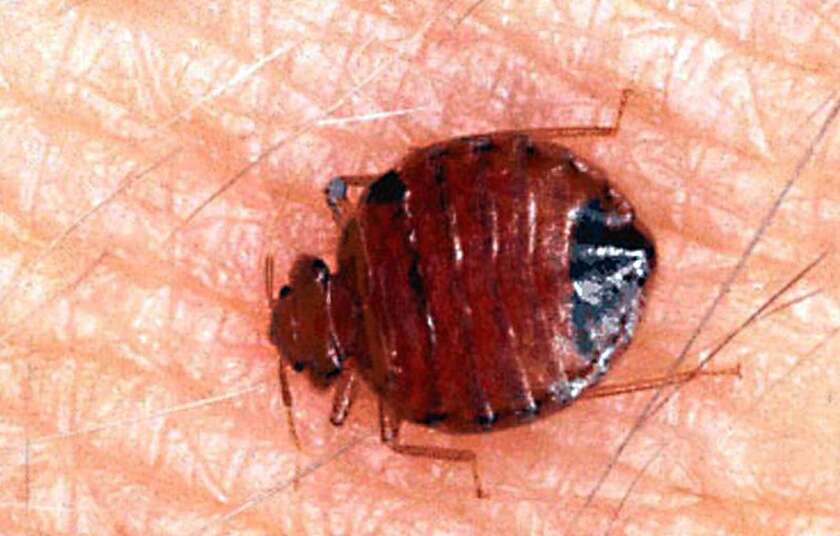 A bed bug engorged with blood after biting a human. Researchers have rigged up an effective bed bug trap with an inverted dog bowl, some yeast and sugar, and a chemical lure.