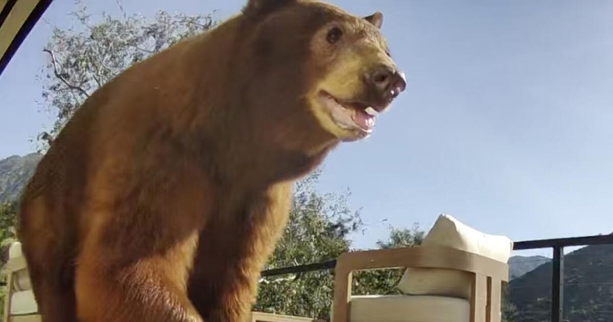 La Californie pourrait lancer un programme de cohabitation avec la faune sauvage au milieu de la fureur suscitée par la mort des oursons