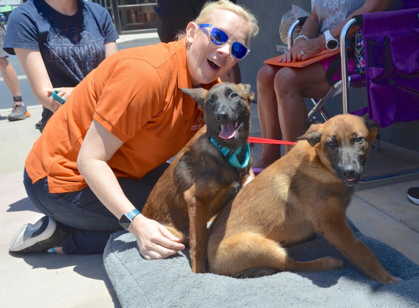 Volunteer and adoptive mother Natalie Wilhelm cuddles two Belgian Malinois, Diana Ross and Cicely Tyson, right.