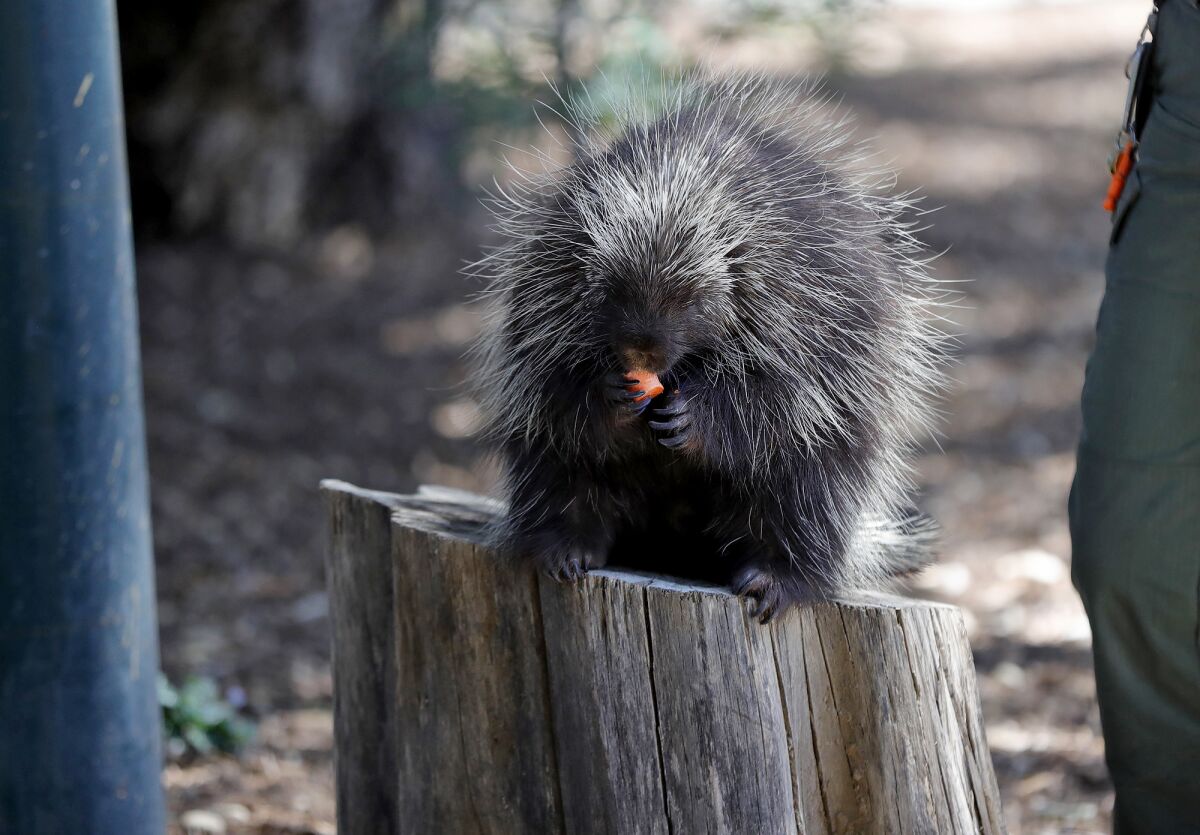 Bernadette, a porcupine, eats a yam at the OC Zoo.