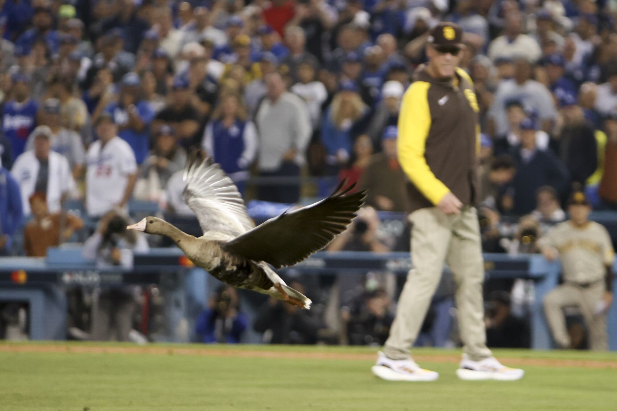 A goose is chased off the field during the eighth inning 