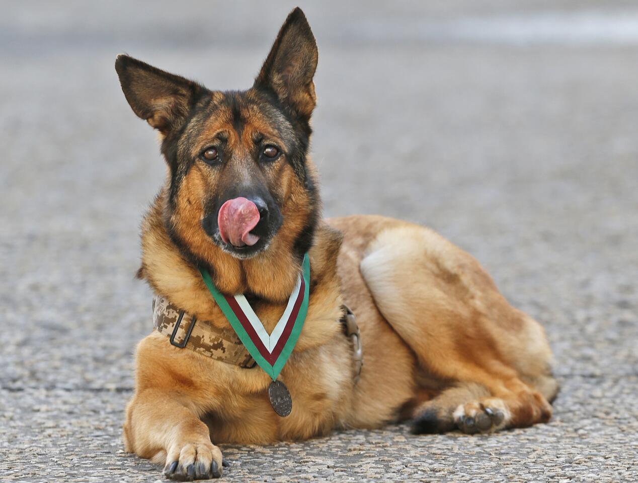 Lucca rests after receiving the Dickin Medal, Britain's highest award for valor by a military animal and equivalent to the Victoria Cross, in London on April 5. She is the first U.S. military dog to receive the honor. Now 12, she lost her leg in a bomb blast in March 2012, in Helmand Province, Afghanistan.