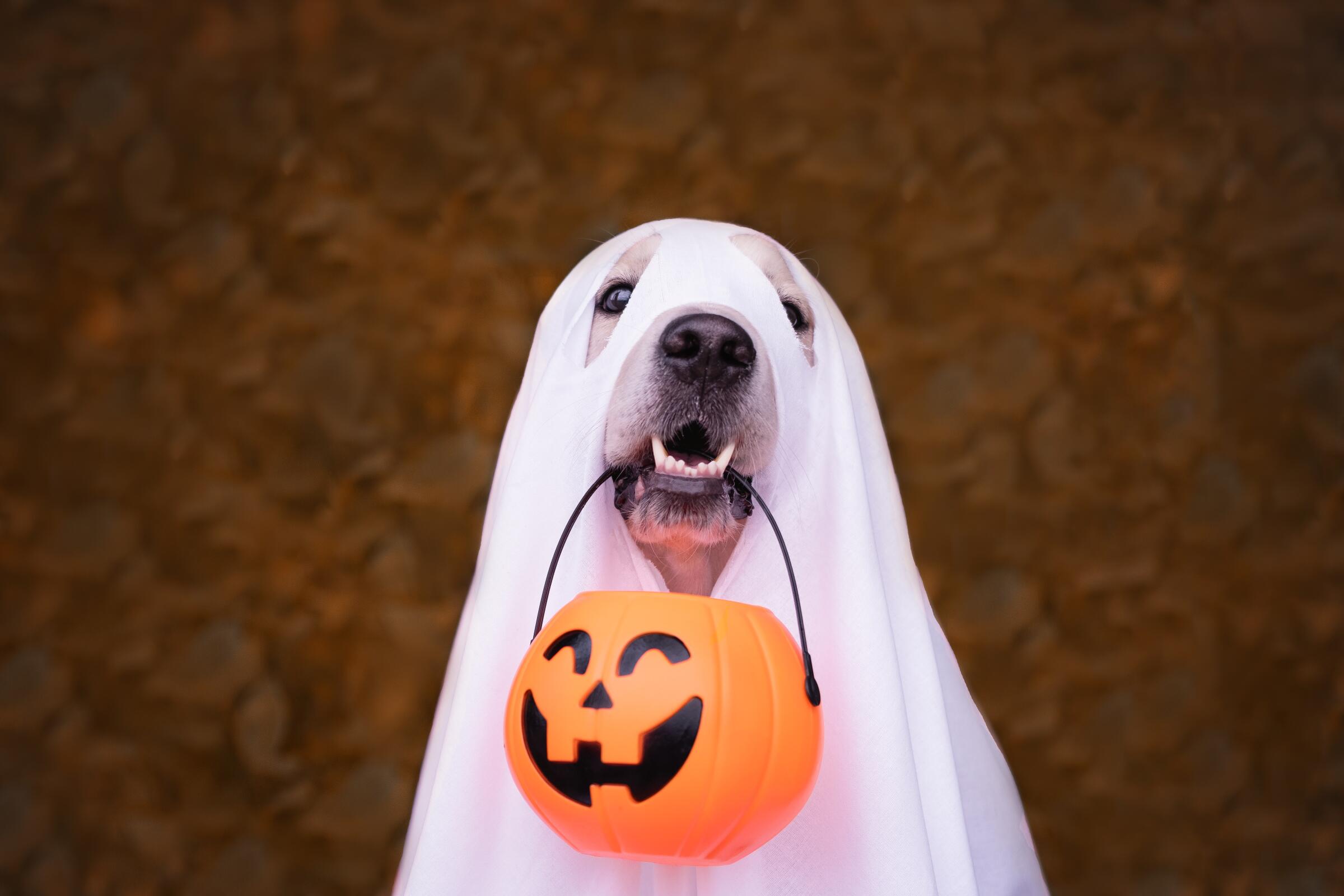 Looking for a last-minute costume idea? Here's how to turn your pup into a ghost.