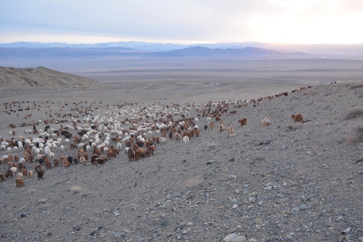 Livestock grazing is encroaching into the snow leopard's habitat at Jargalant Khairkhan mountain in Mongolia.