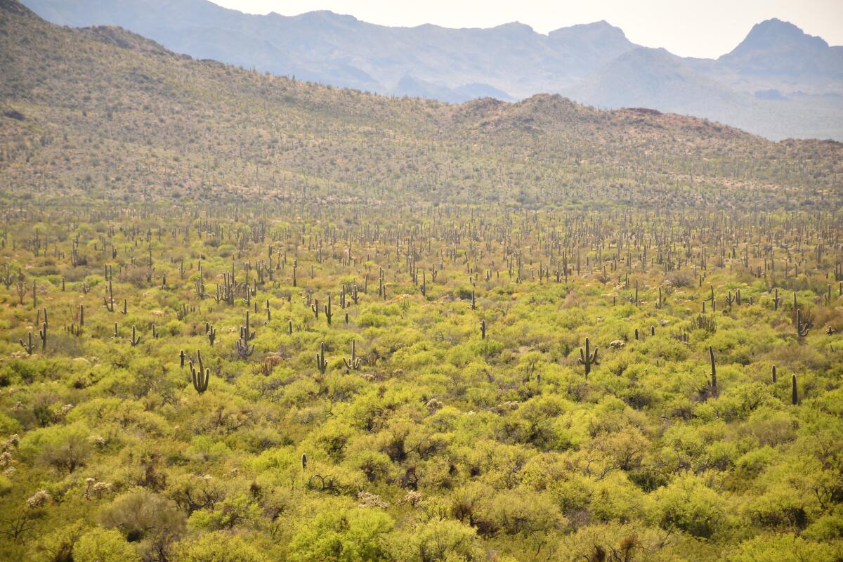 Organ Pipe Cactus National Monument, Arizona