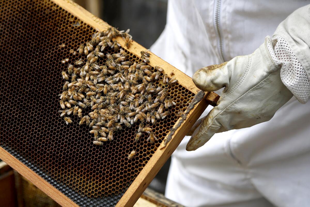 A frame of honeybees from a hive on display at the O.C. fairgrounds in Costa Mesa.