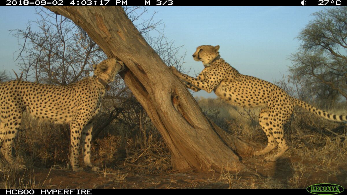 Cheetahs gathered at a tree in central Namibia. 