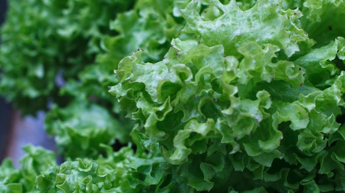 Lettuce. (J. Scott Applewhite / AP)