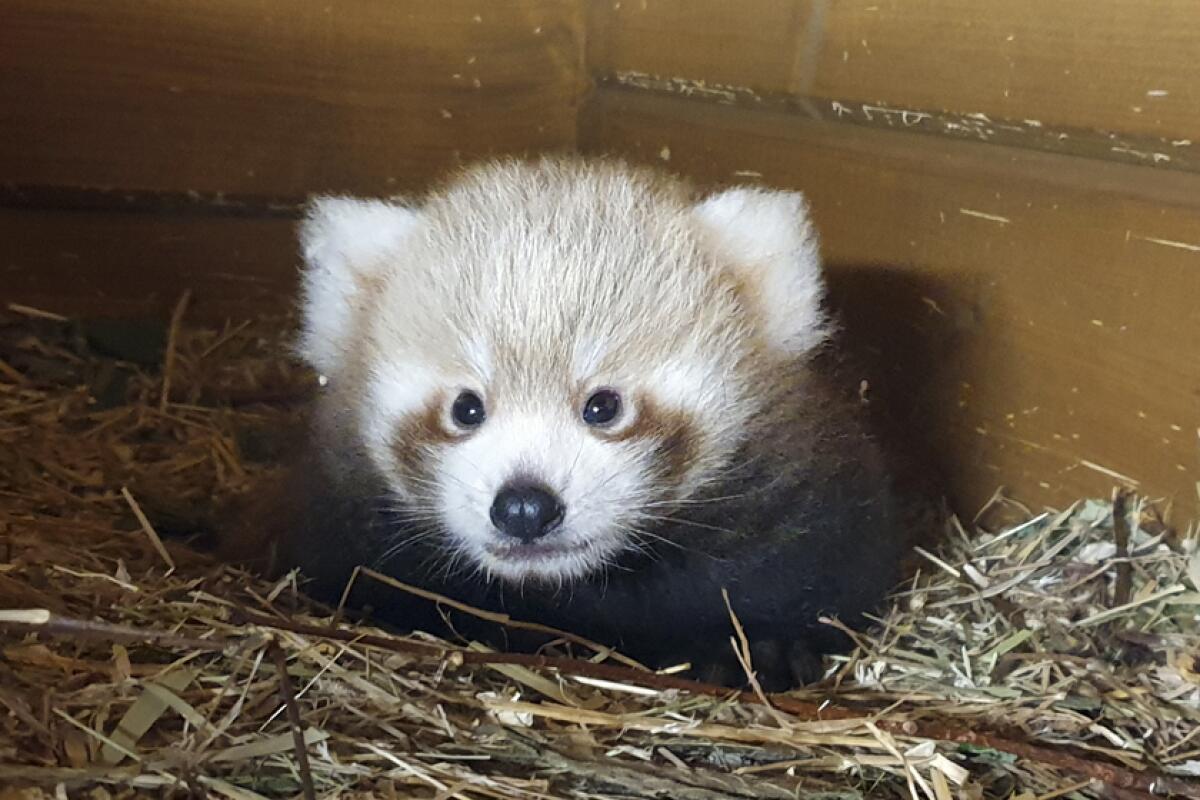  Red Panda Cub