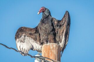 On cold mornings the turkey vulture will often perch with its wings spread to warm up before beginning to feed.