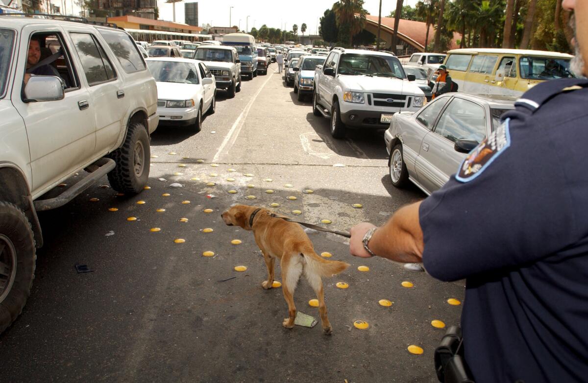 A drug-sniffing yellow lab is seen in 2003 in San Ysidro, Calif.
