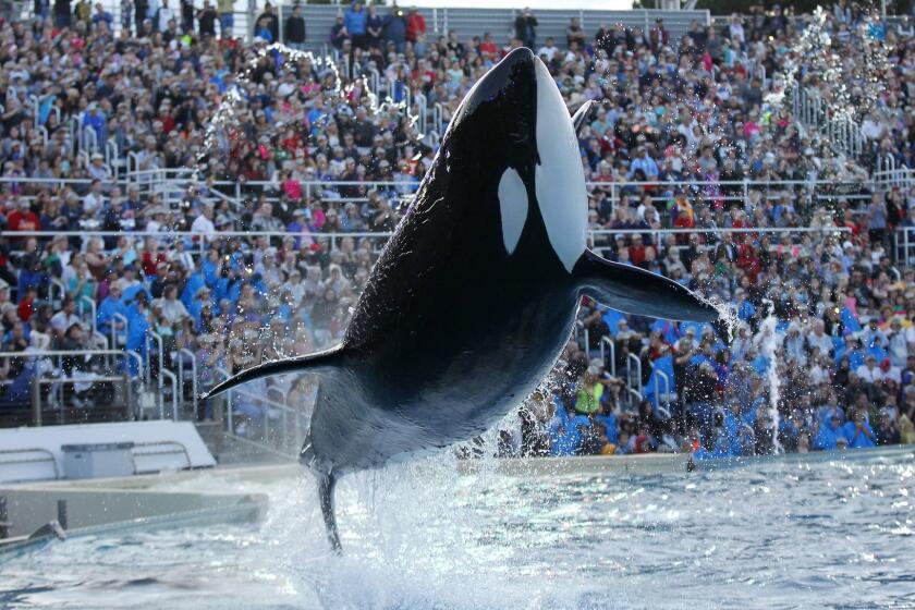 An orca whale performs during the final Shamu show, One Ocean at Sea World San Diego on Sunday, January 8, 2017. (Photo by K.C. Alfred/San Diego Union-Tribune)