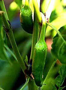 Chiles