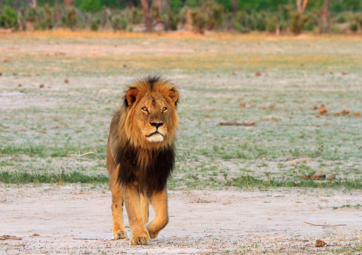 Cecil the lion roams on the plains in Hwange National Park on Nov. 18, 2012, in Zimbabwe. In July 2015, an American dentist named Walter Palmer killed Cecil during a trophy-hunting trip.
