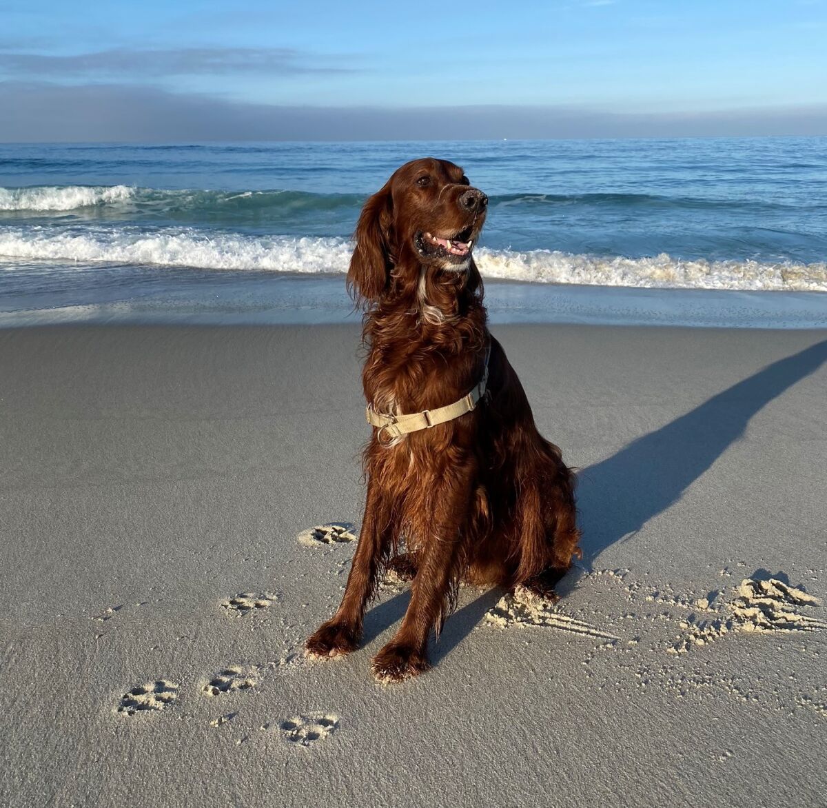 Reader Oliver Cleary laments the loss of his dog Reilly.