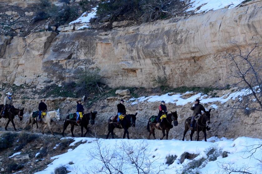 A mule string heads down the Bright Angel Trail from the south rim of the Grand Canyon.