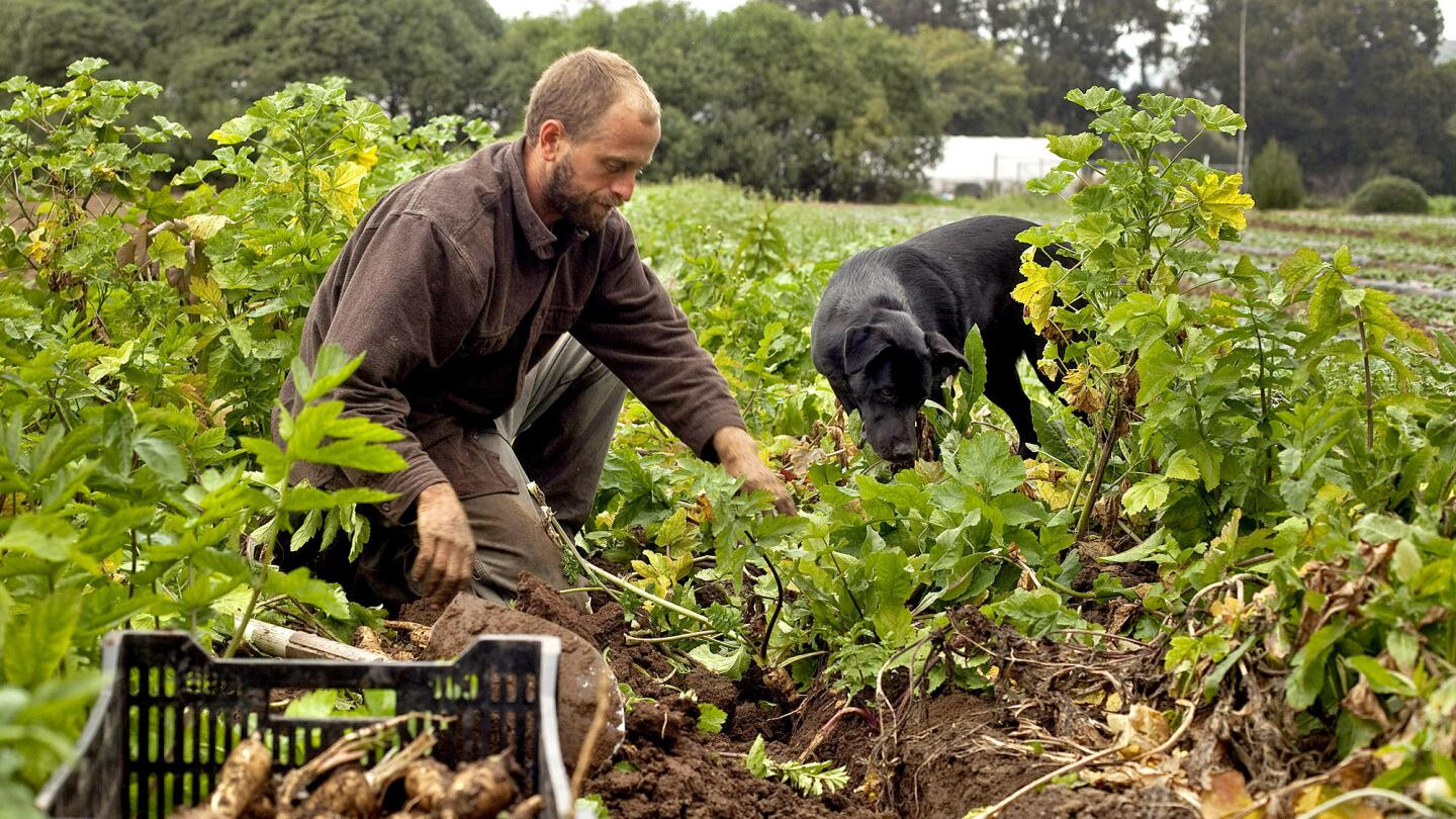 Young organic farmers