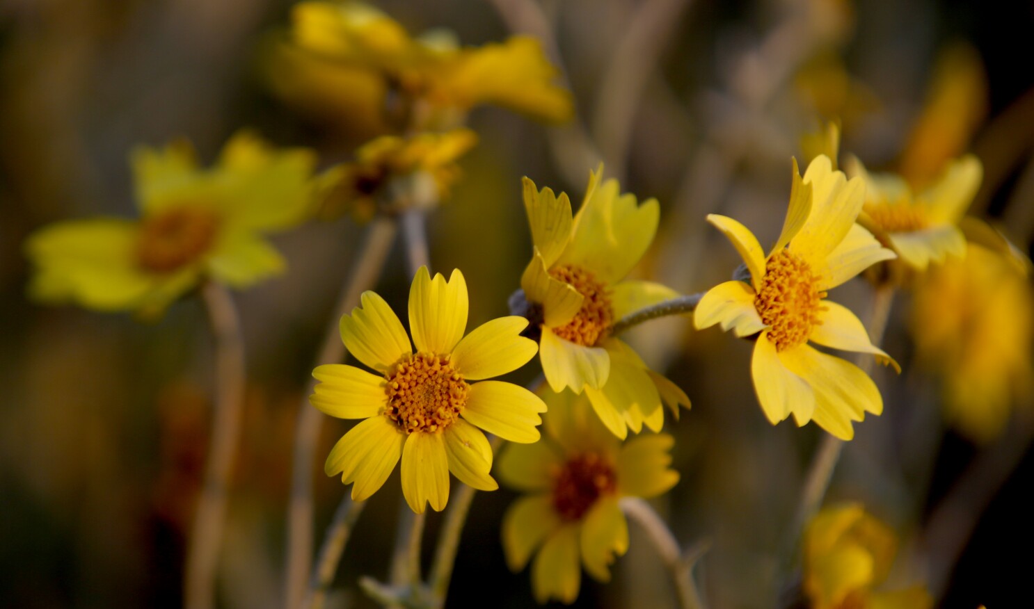 Eight Places To See Wildflowers In Southern California Los