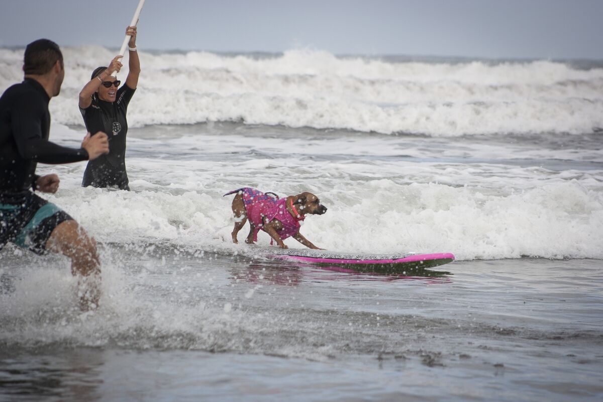A dog catches a wave in a past Surf-A-Thon