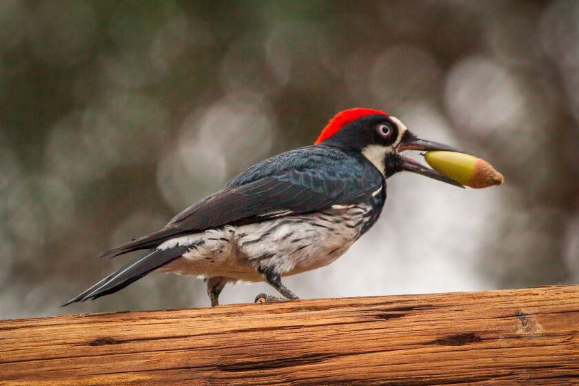 Acorn woodpeckers prepare for winter by gathering and storing acorns in the trunks of large trees.