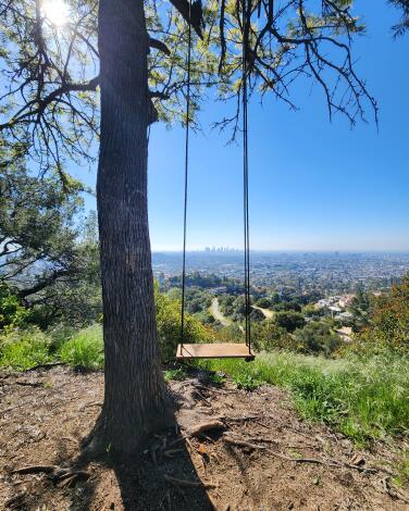 A photograph of a tree with a swing from the East Boy Scout hiking trail.