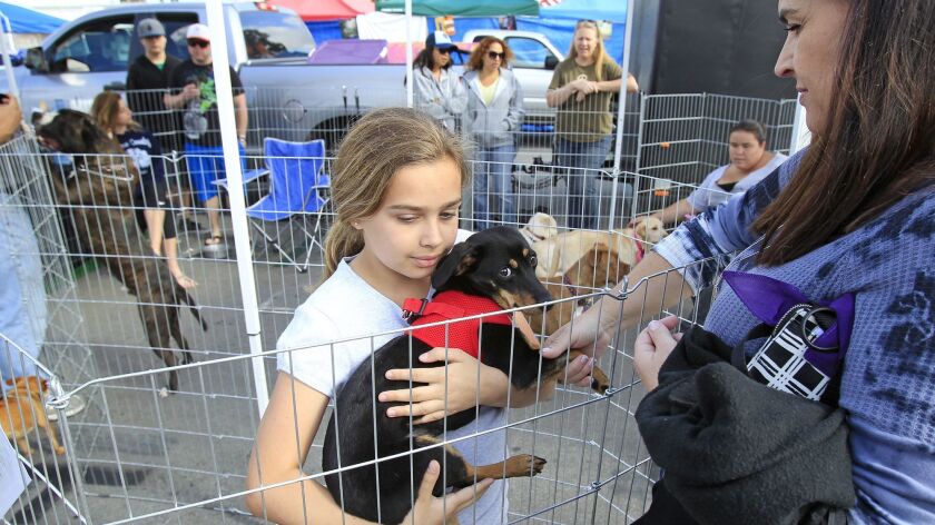 Around Town Pet Days This Weekend In Costa Mesa To Feature Adoptions Los Angeles Times