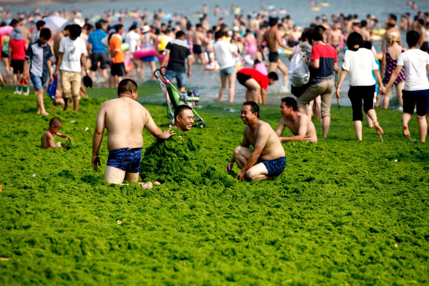 Beachgoers play in the algae that is 16 inches deep in some spots. A woman who answered the Qingdao Tourism Hotline on Friday said the traditional July 1 opening of the city's designated beach swimming zone had been delayed due to the algae bloom.