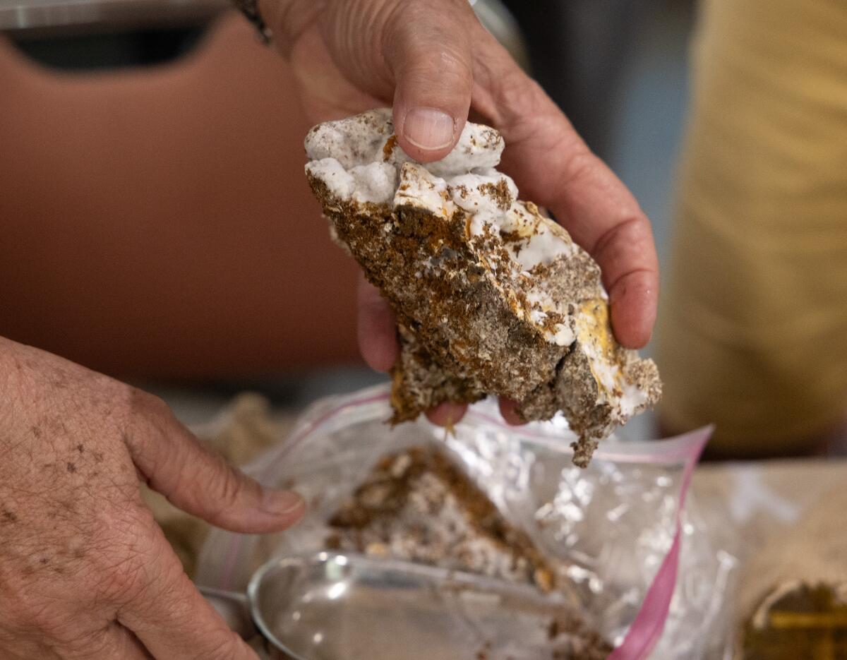 An oyster mushroom block