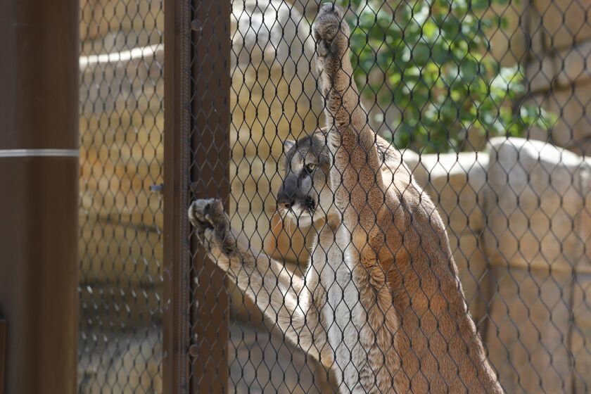 Santiago the male mountain lion stretches out on his habitat fence during the opening day celebration and ribbon cutting for the OC Zoo Large Mammal Exhibition on Monday.