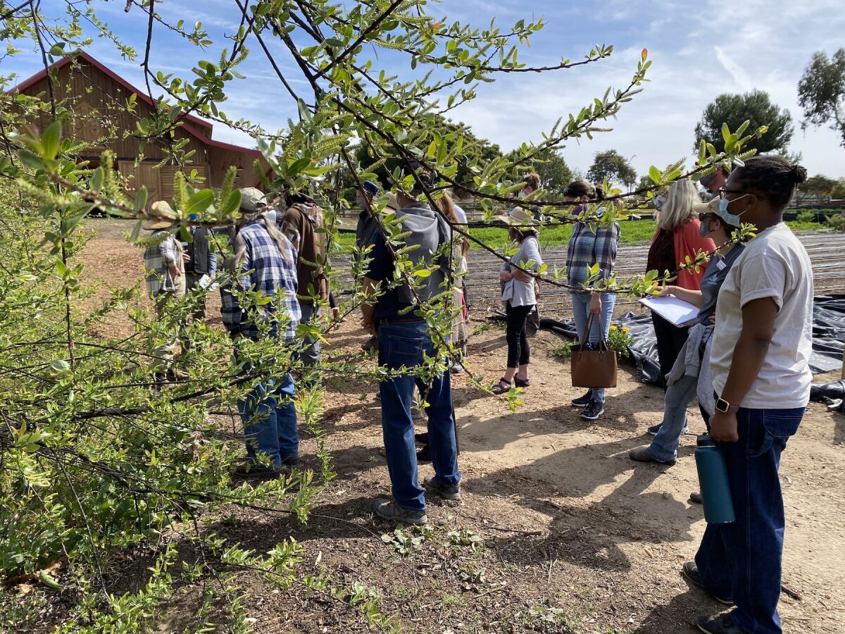 Walkers absorbing plant lore beside a spreading willow tree.