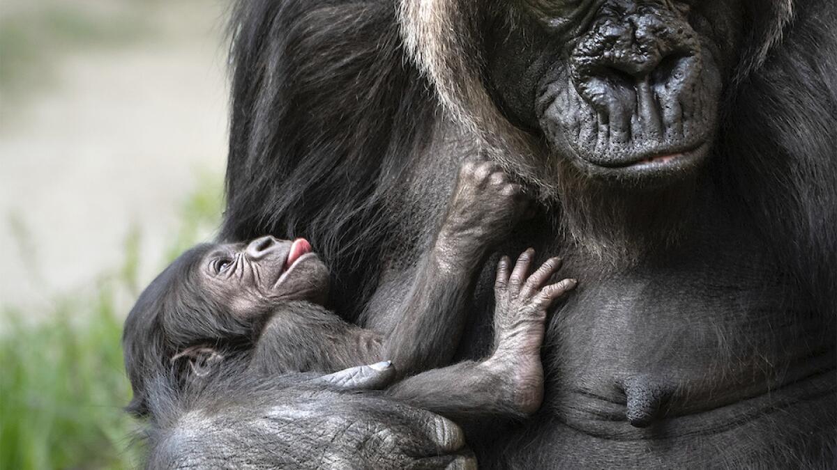 Baby gorilla born at Los Angeles Zoo is a girl - The San Diego Union-Tribune