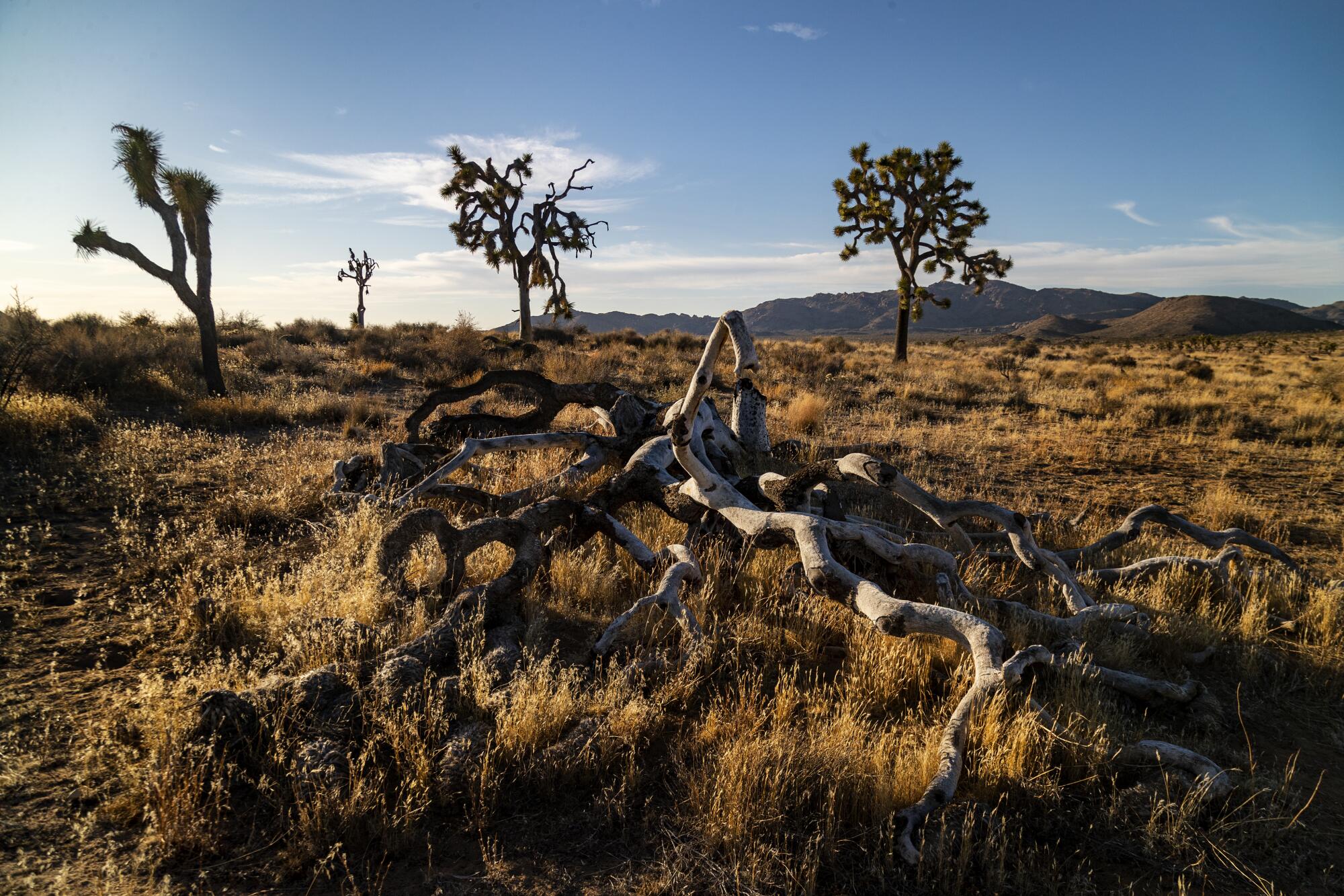 Dead and living Joshua trees in a desert.