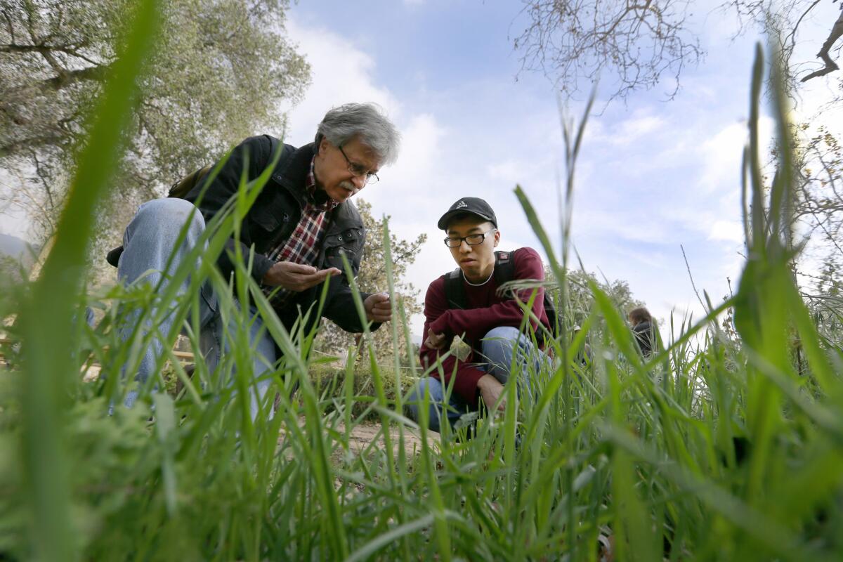 Phil Liff-Grieff, left, and Cedric Lee help find and identify snails with citizen scientists. Scientists anticipate that El Niño rains will bring more snails and slugs out of hiding over the next few months.