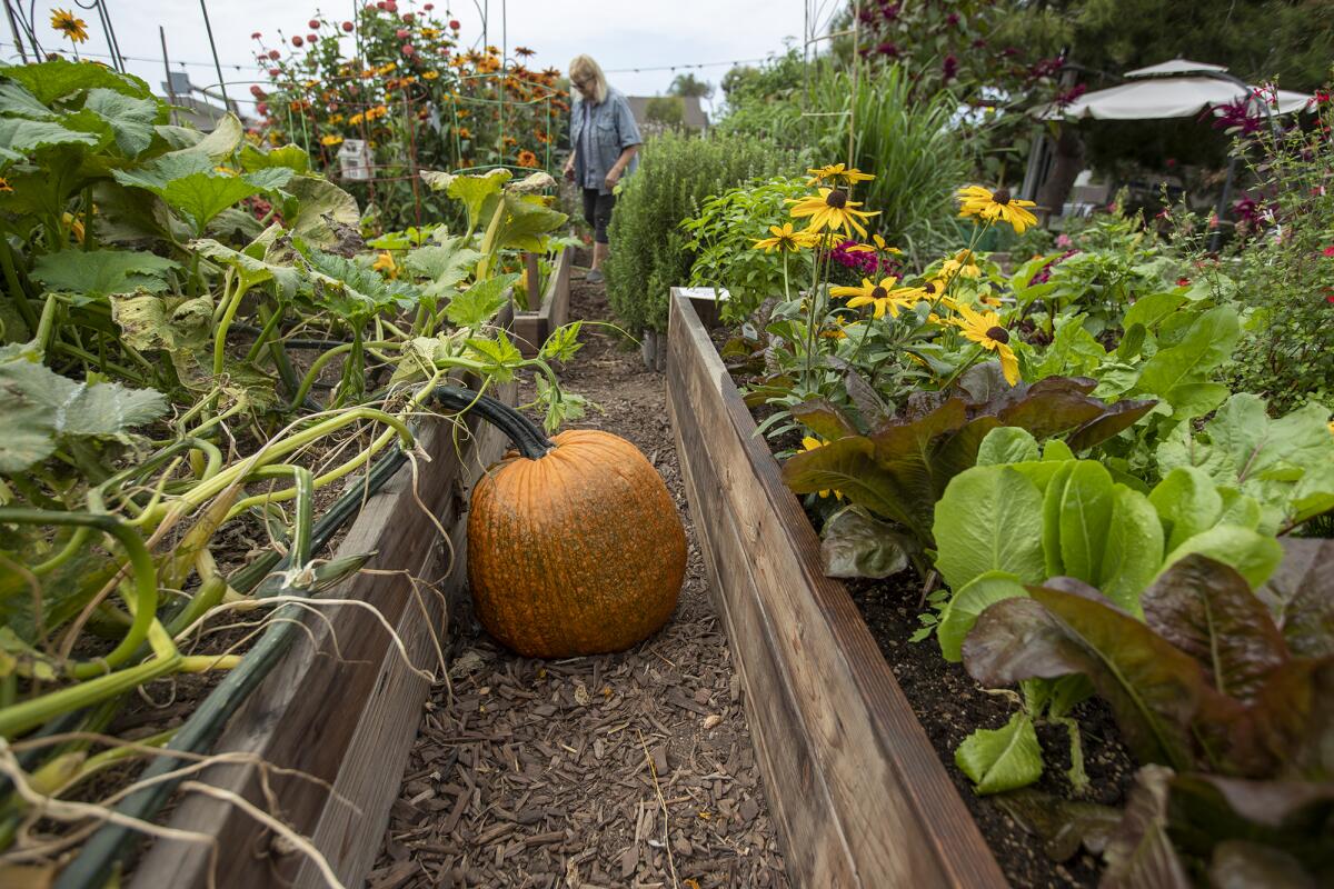 A large pumpkin nearly ready for harvest sits at the South Laguna Community Garden Park on Friday.