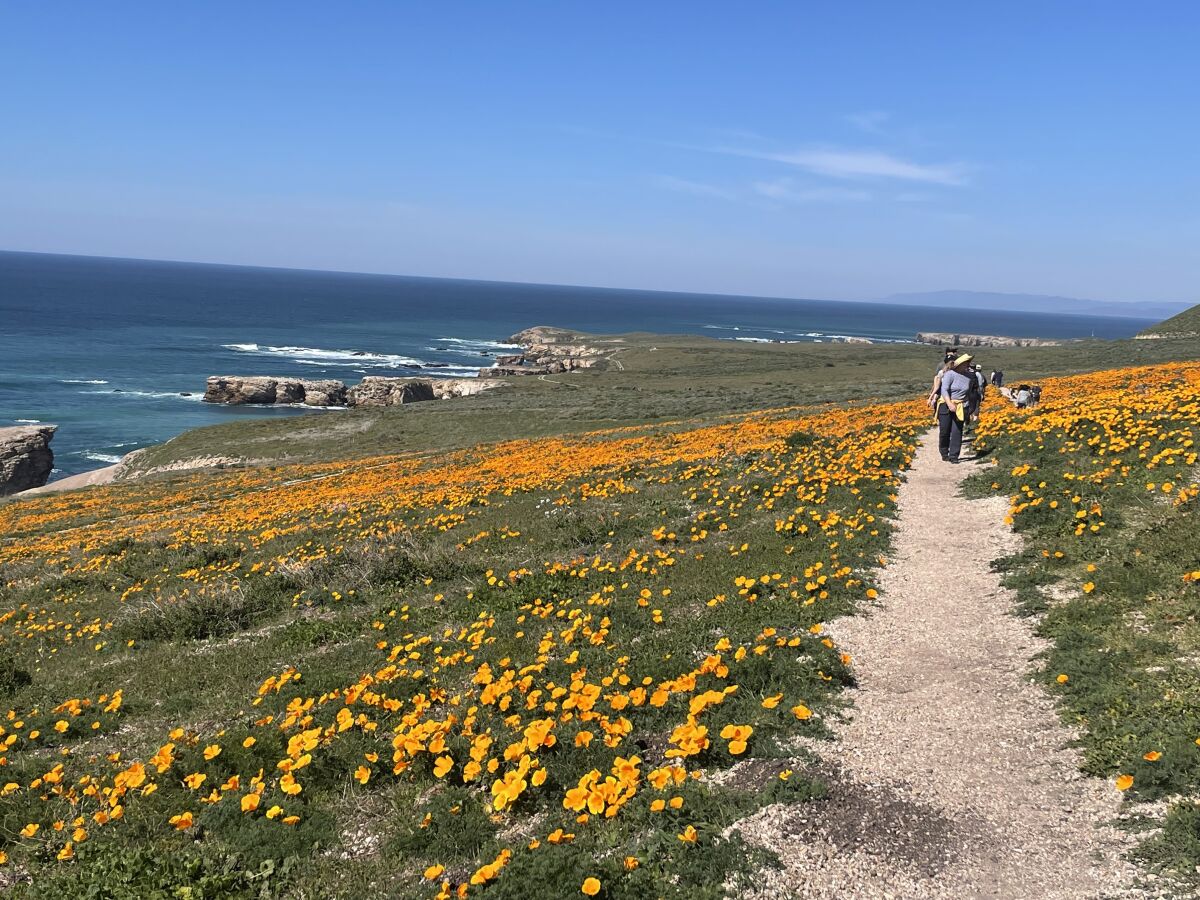 People walk on a trail with wildflowers blooming nearby and the ocean in the background.