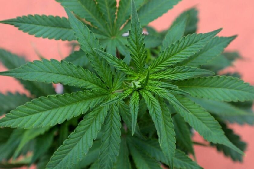 Close up of a young marijuana plant.