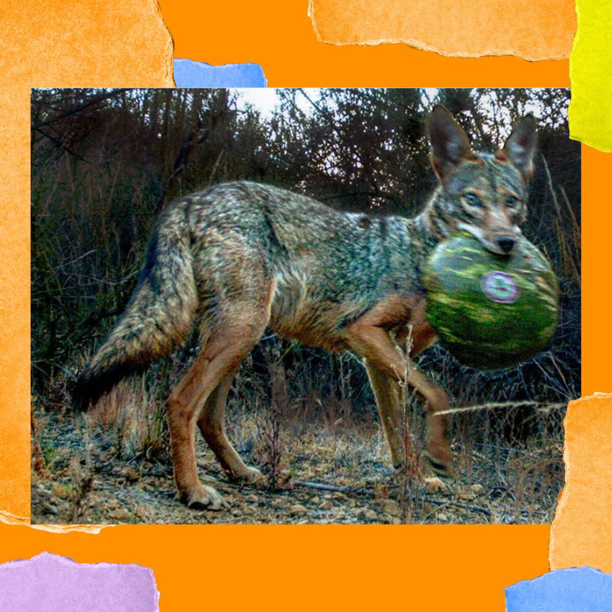 A coyote grips a melon in its jaws.