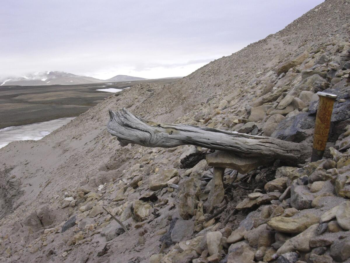 El tronco de un alerce de hace 2 millones de años yace en el permafrost en Kap Kobenhavn, Groenlandia. 
