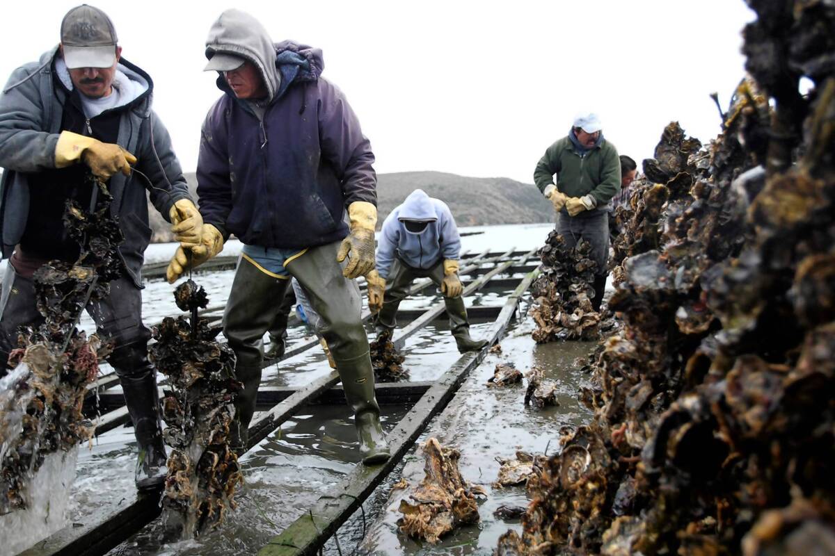Drakes Bay Oyster Co. oyster farmers pull in "strings" of oysters from a rack that floats in the middle of Drakes Estero in the Point Reyes National Seashore.