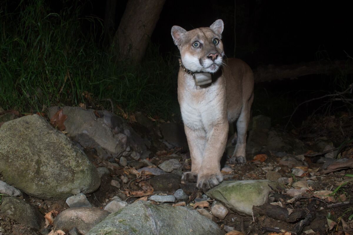 A mountain lion wearing a collar stands on rocky ground, his big paws together and his head slightly tilted.