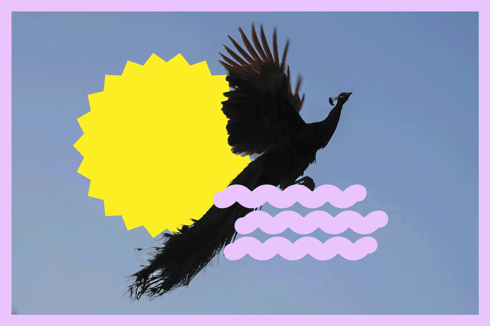 A wild peafowl in midair with a yellow sun graphic behind and undulating purple line graphics in the lower right. 