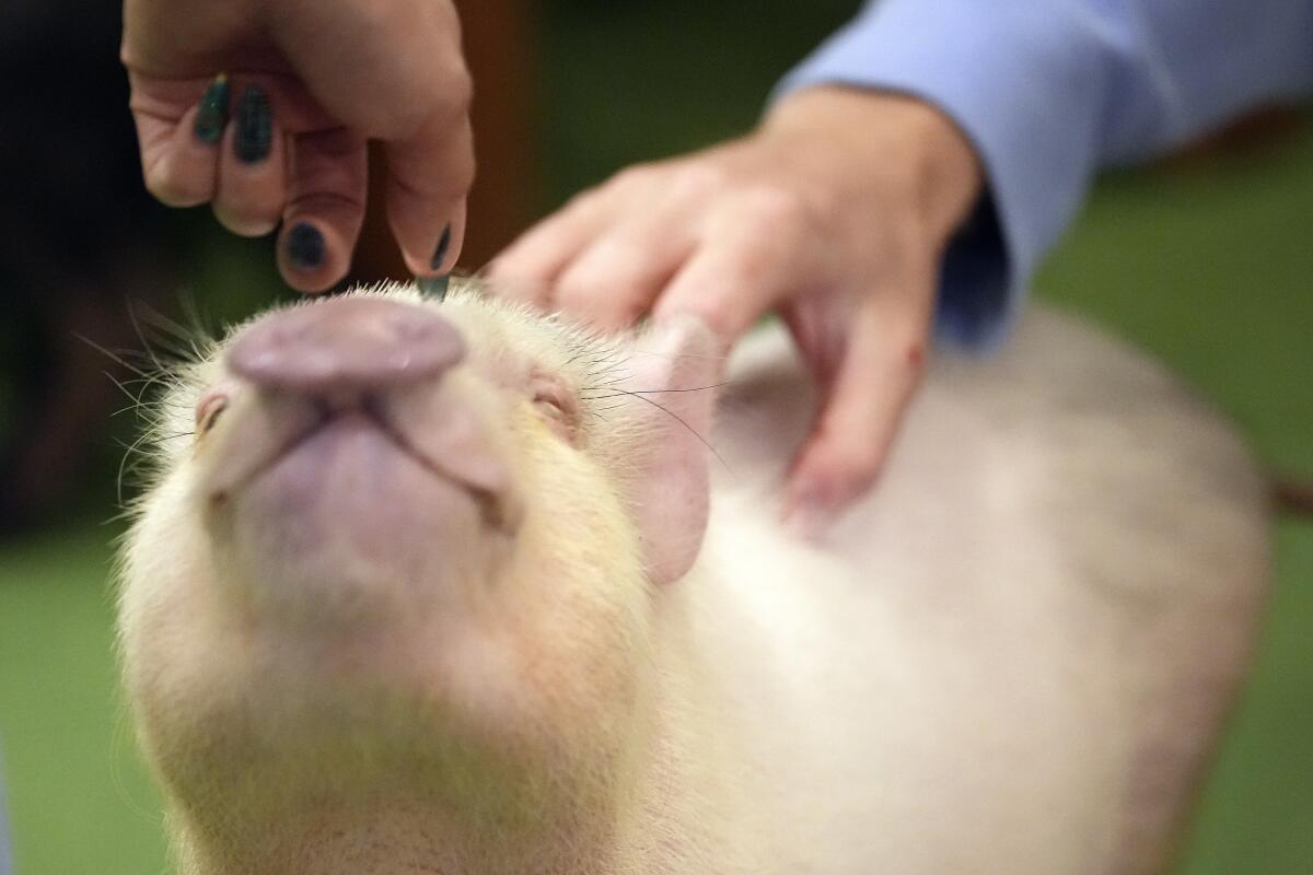 Los clientes juegan con un cerdito en un café donde los animales están como mascotas,