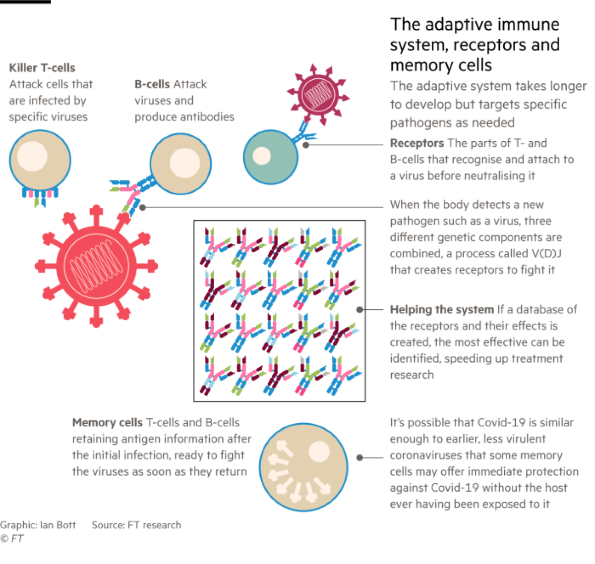 A graphic showing the adaptive immune system, receptors and memory cells.
