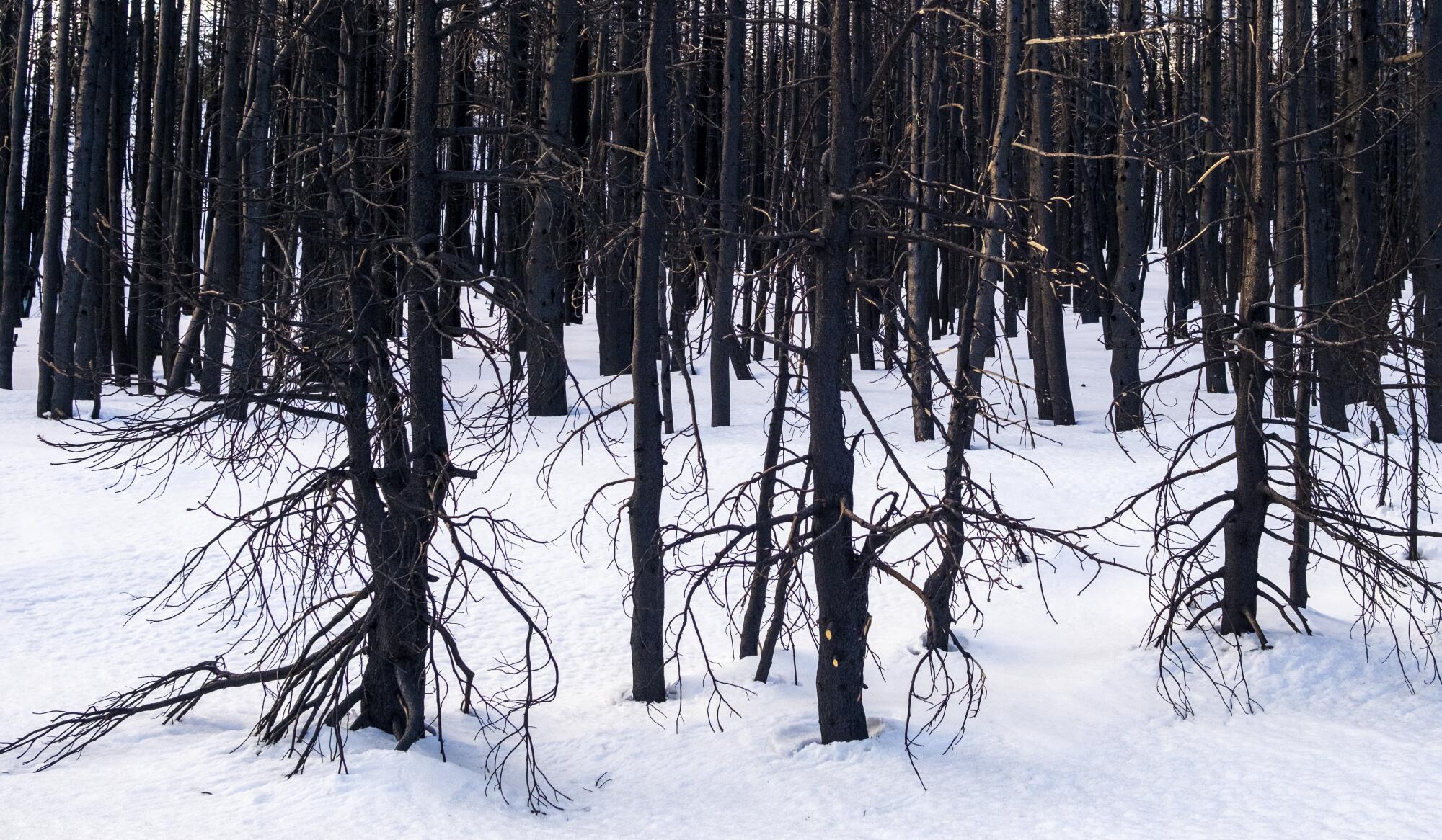The crowded trunks of small trees blackened by fire rise from snowy ground.