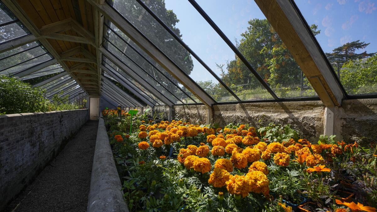 Secret Gardens of France: Botanical Beauty Across the Country - The History and Design of the Gardens of Versailles