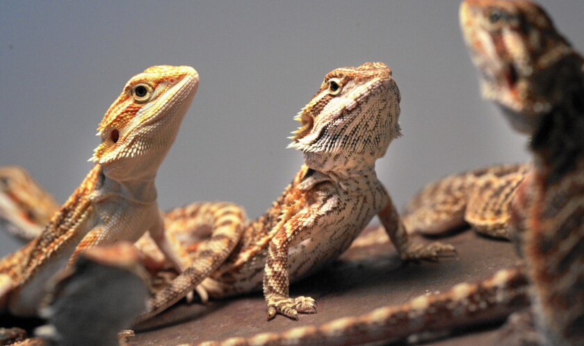 Caring for a bearded dragon takes some specialized knowledge.